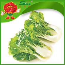 High Quality Chinese Cabbage Fresh Green Cabbage for sale